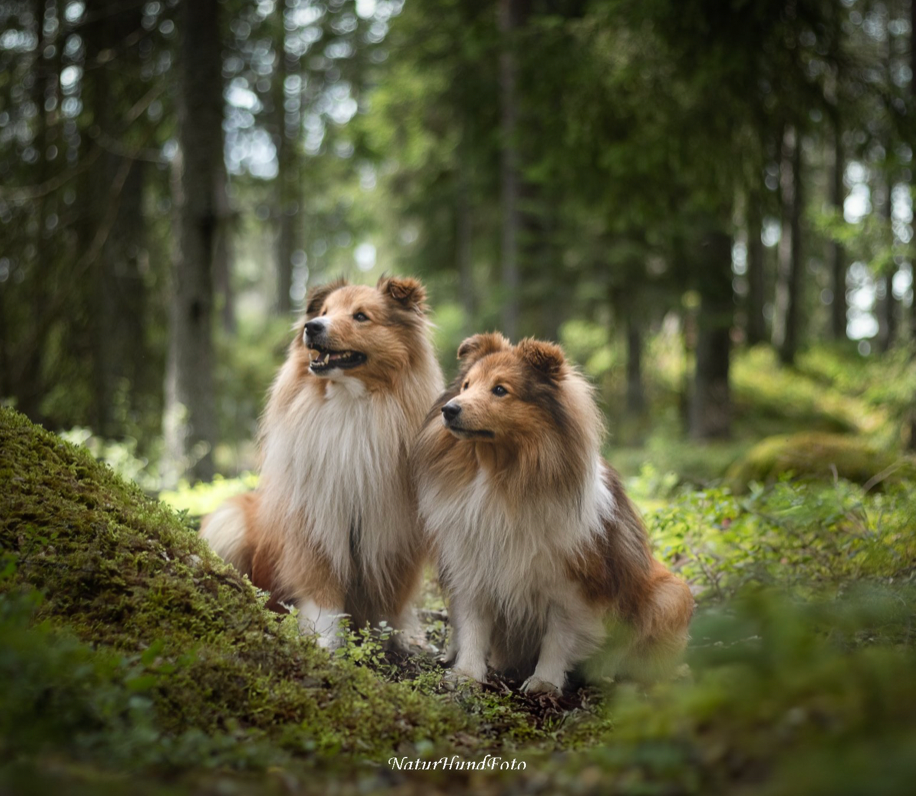 Föreviga sin bästa vän och göra vacker konst av det.