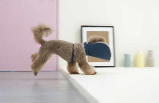 Half cone collar / elizabethan collar for pet