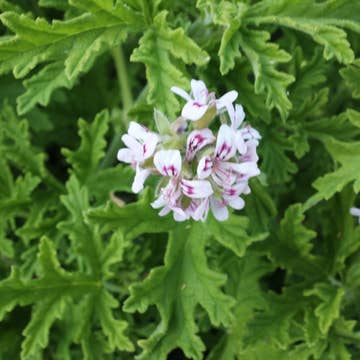 Organic Rose Geranium - Essential Oil - 5ml