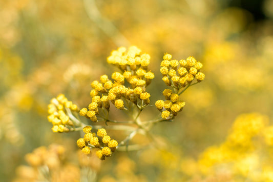 Immortelle Corses Massage Oil - 100m