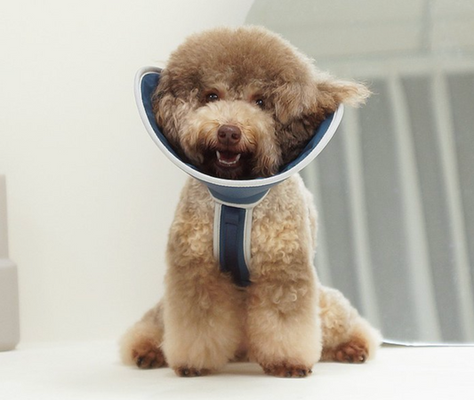 Half cone collar / elizabethan collar for pet