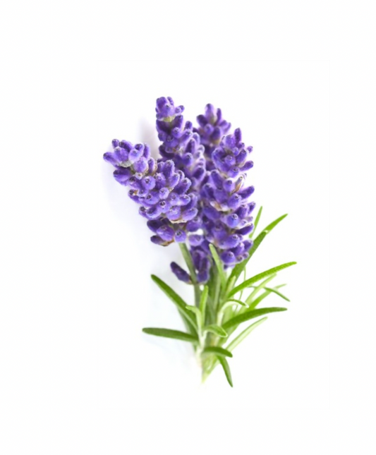Organic Fine Lavender - Essential Oil - 10ml