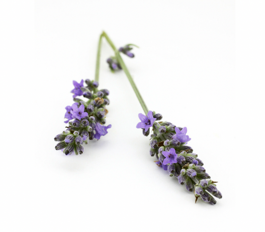 Organic Lavender Aspic - Essential Oil - 10ml