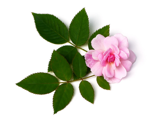 Rose Absolute 10% - 5ml