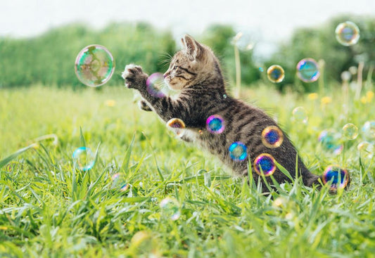 Catnip Bubbles