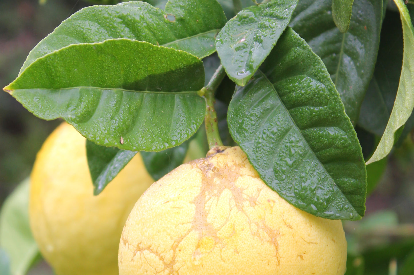 Organic Grapefruit Zest - Essential Oil - 10ml