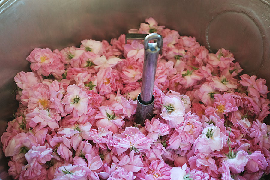 Rose Absolute 10% - 5ml