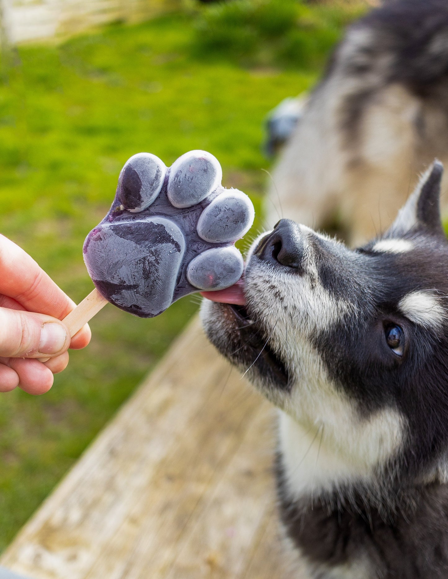 PAW-SICLE Kit - Elk