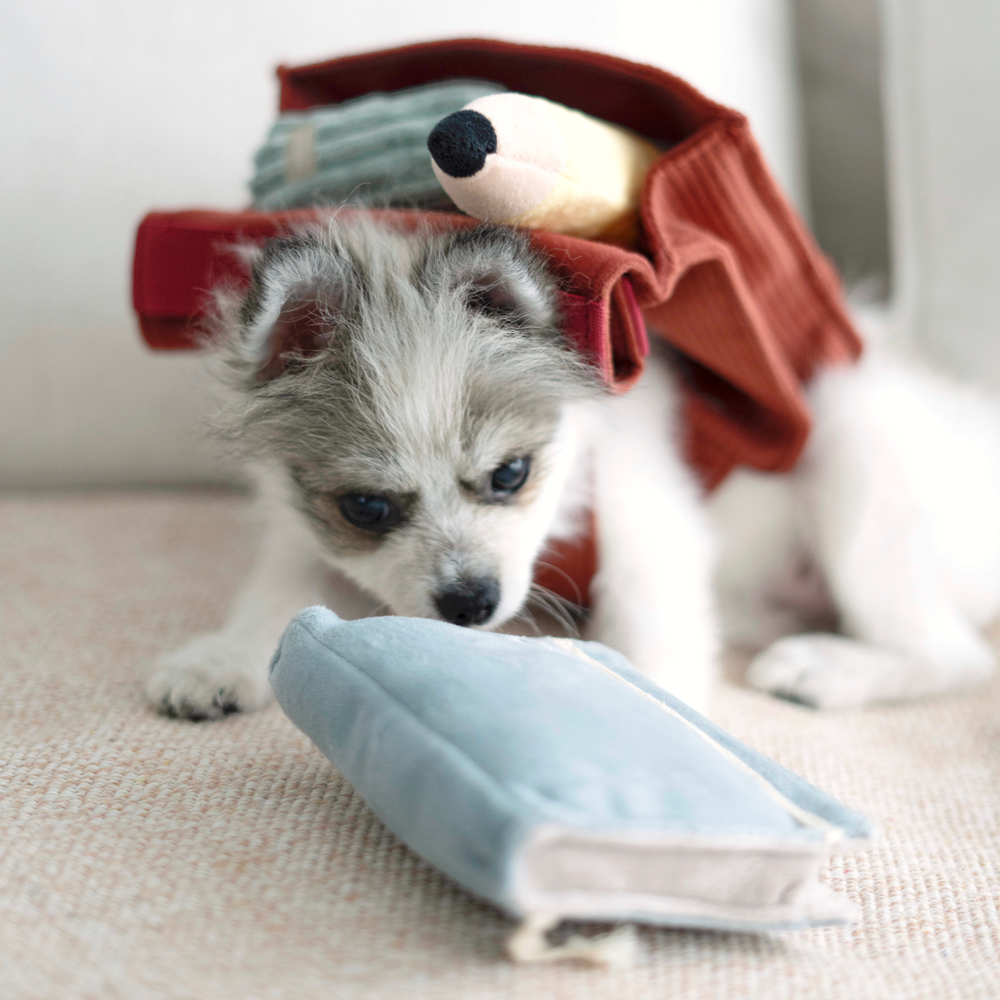 Back to School (Snuffle + Burrow )