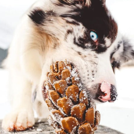 Loblolly Pinecone Puzzle Toy