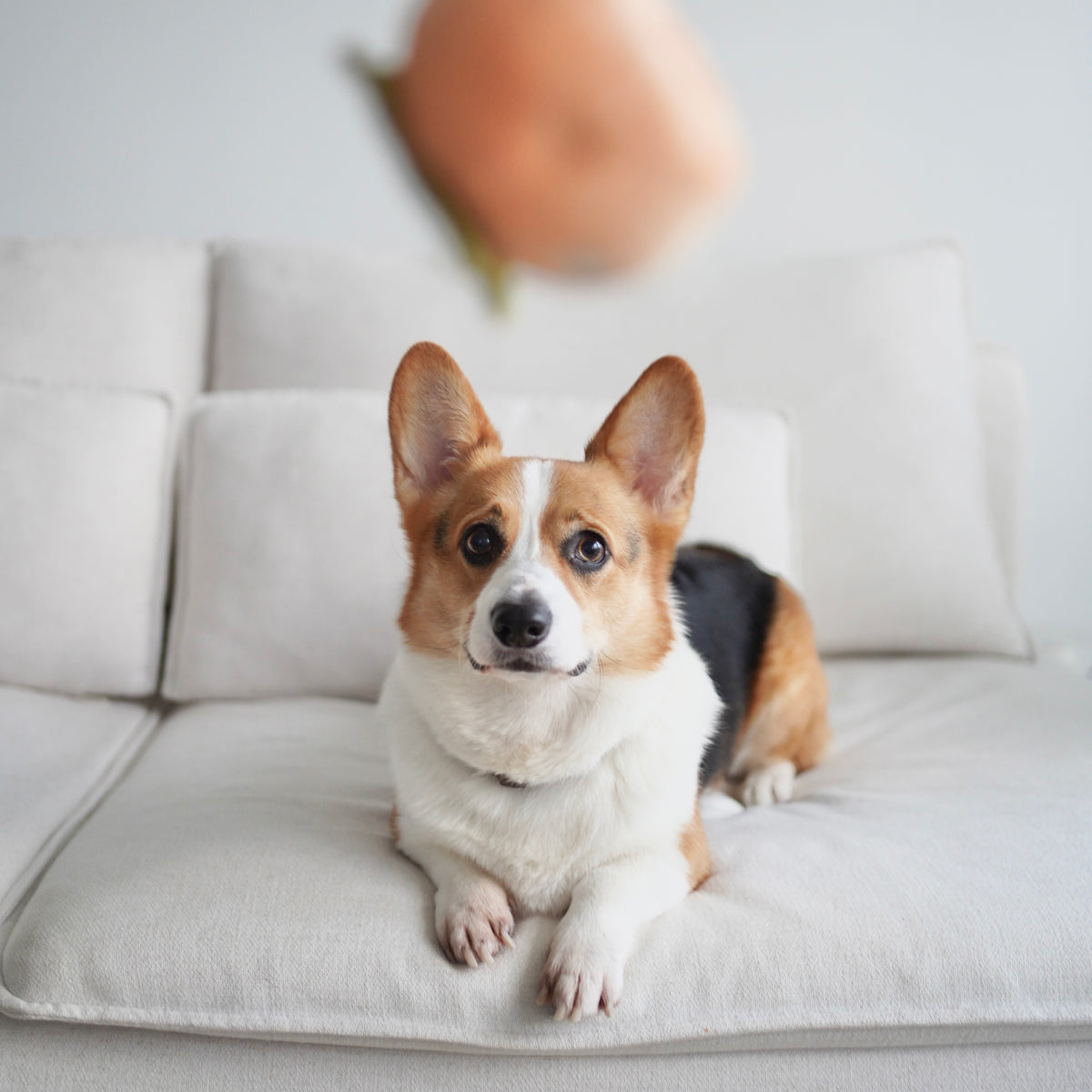 Persimmon (Squeaky + Snuffle)