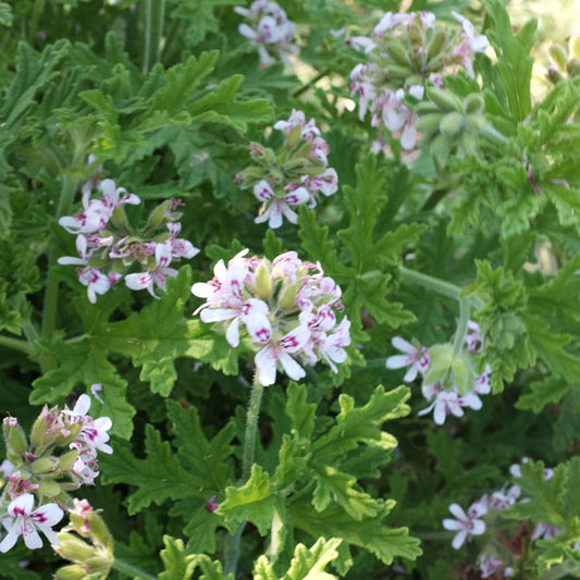 Feminine Care Oil - 100ml