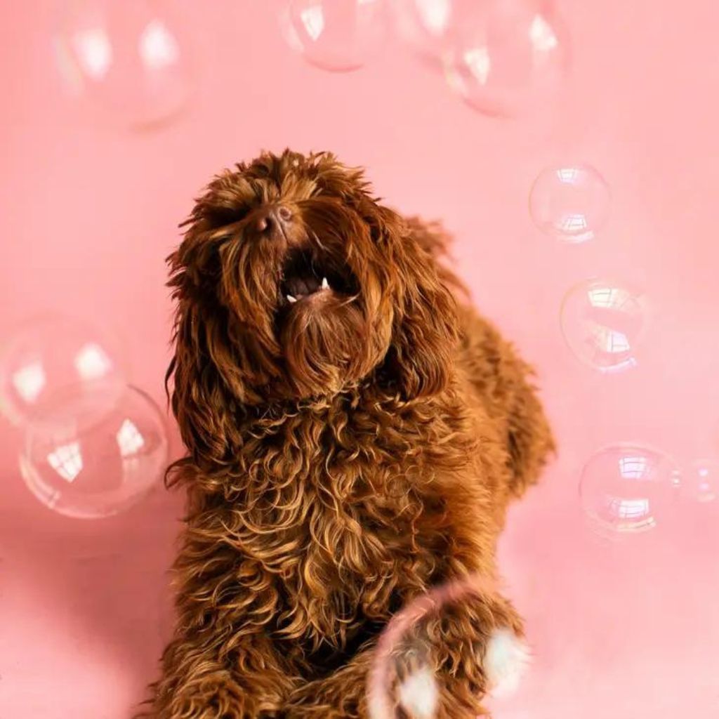 Smokey Bacon Bubbles