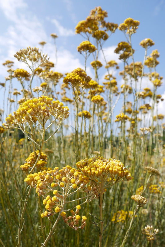 Immortelle Corse Biodynamic - Essential Oil - 5ml