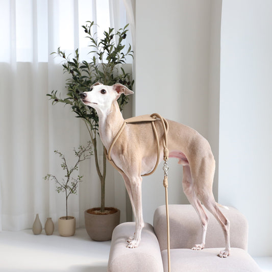 Essential Harness Black