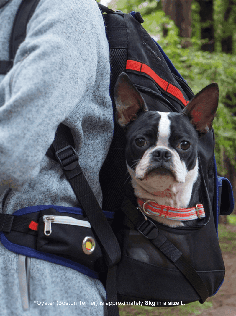 Jige Pet Backpack - Dynamic Black (including Wooly Cushion - grey)