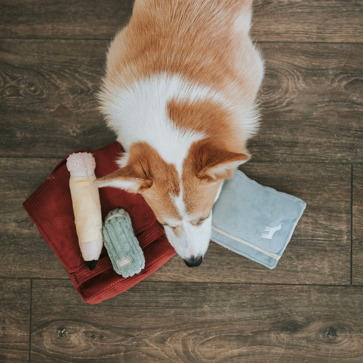 Back to School (Snuffle + Burrow )