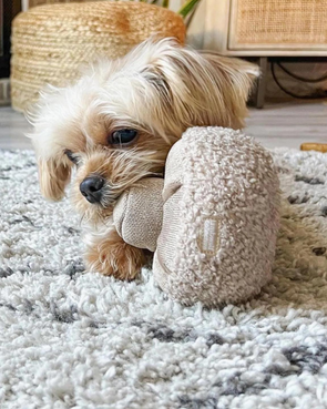 GUU (Snuffle nosework mushroom) Oat