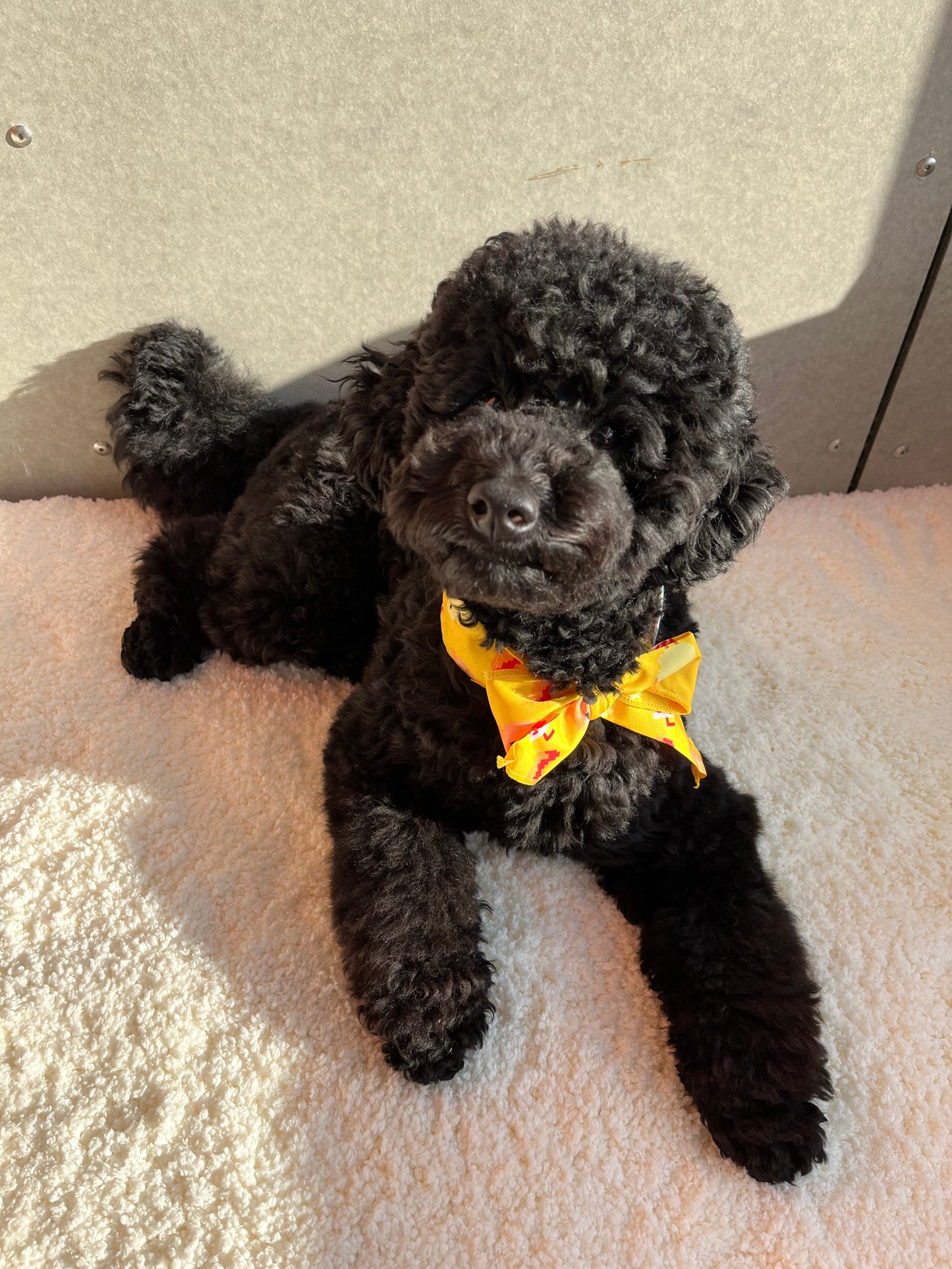 Pet Happy Summer Cool Down Scarf- 3 colors