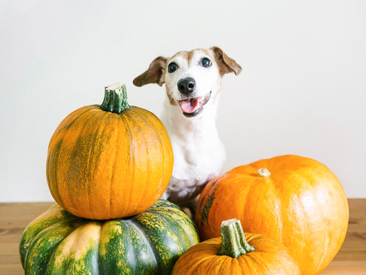 The Benefits of Pumpkin For Dogs .