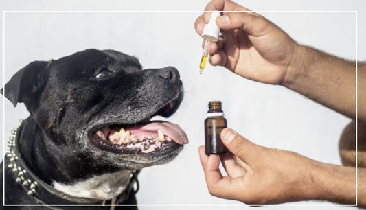 Six Reasons To Use Hemp Seed Oil For Dogs