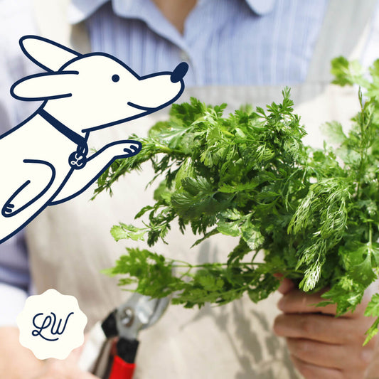 Magic of Herbs for Dog's Nutrition
