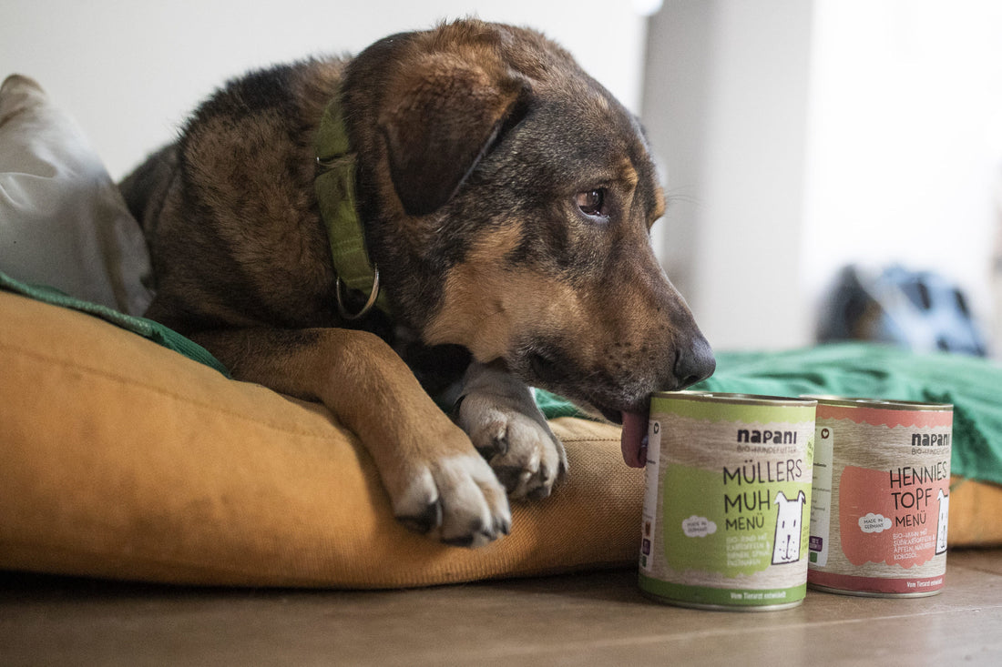 Healthy Dog Nutrition – How The Right Diet Can Help With Dog Diseases