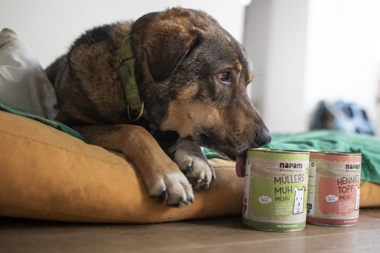 Healthy Dog Nutrition – How The Right Diet Can Help With Dog Diseases