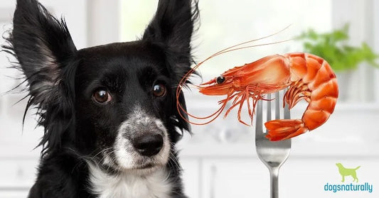 Can Dogs Eat Shrimp?