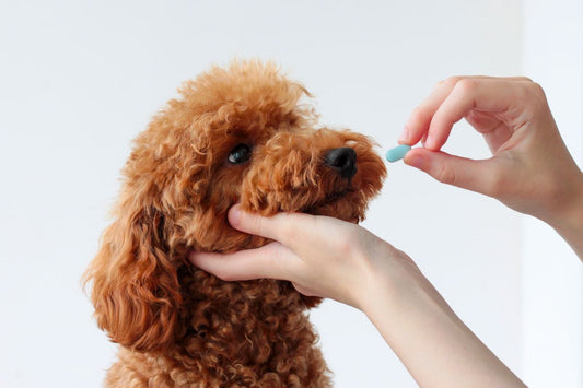 How important is it to supplement your pet with probiotics ?