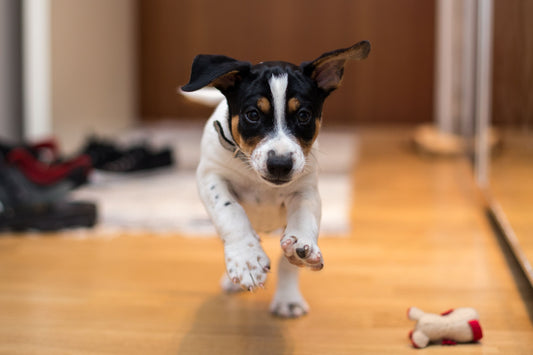Get Your Pup Active In Indoor