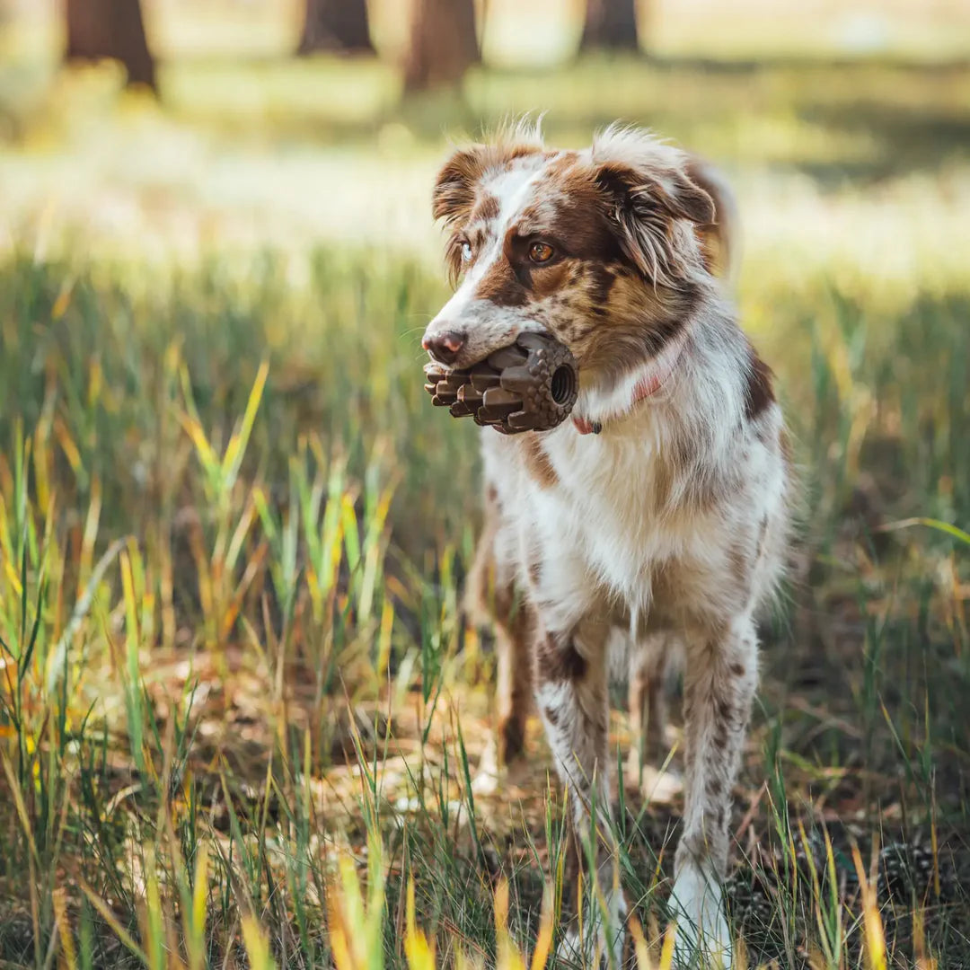 Dog Enrichment Through Friluftsliv.