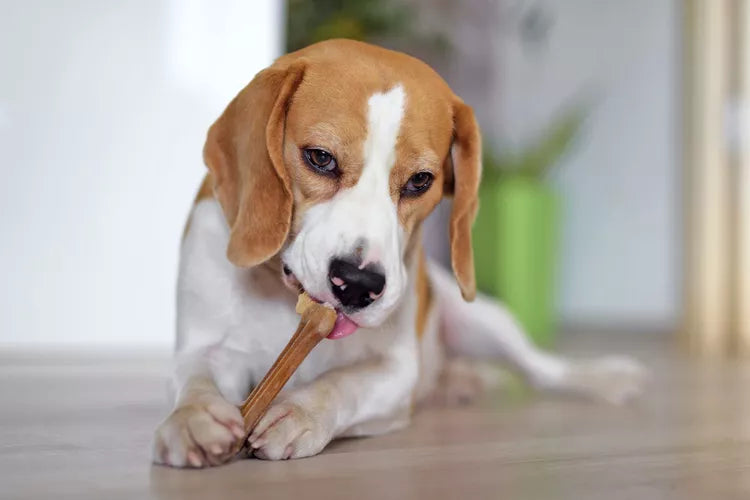 Is rawhide safe for dogs?