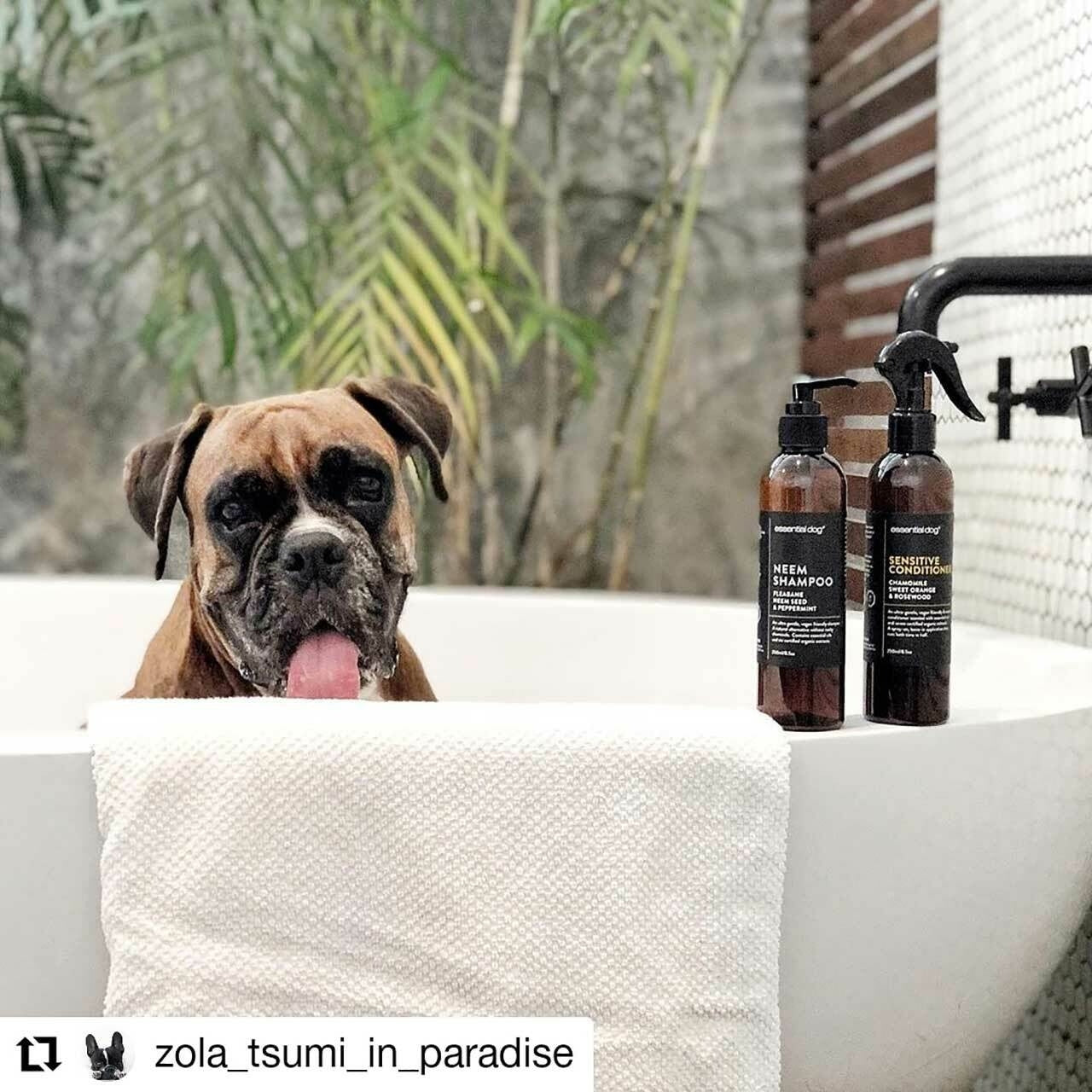 Sensitive Dog Shampoo & Conditioner Pack (Chamomile, Orange & Rosewood) - 250ml