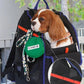 Jige Pet Backpack -  Dynamic Black (including Wooly Cushion - grey)