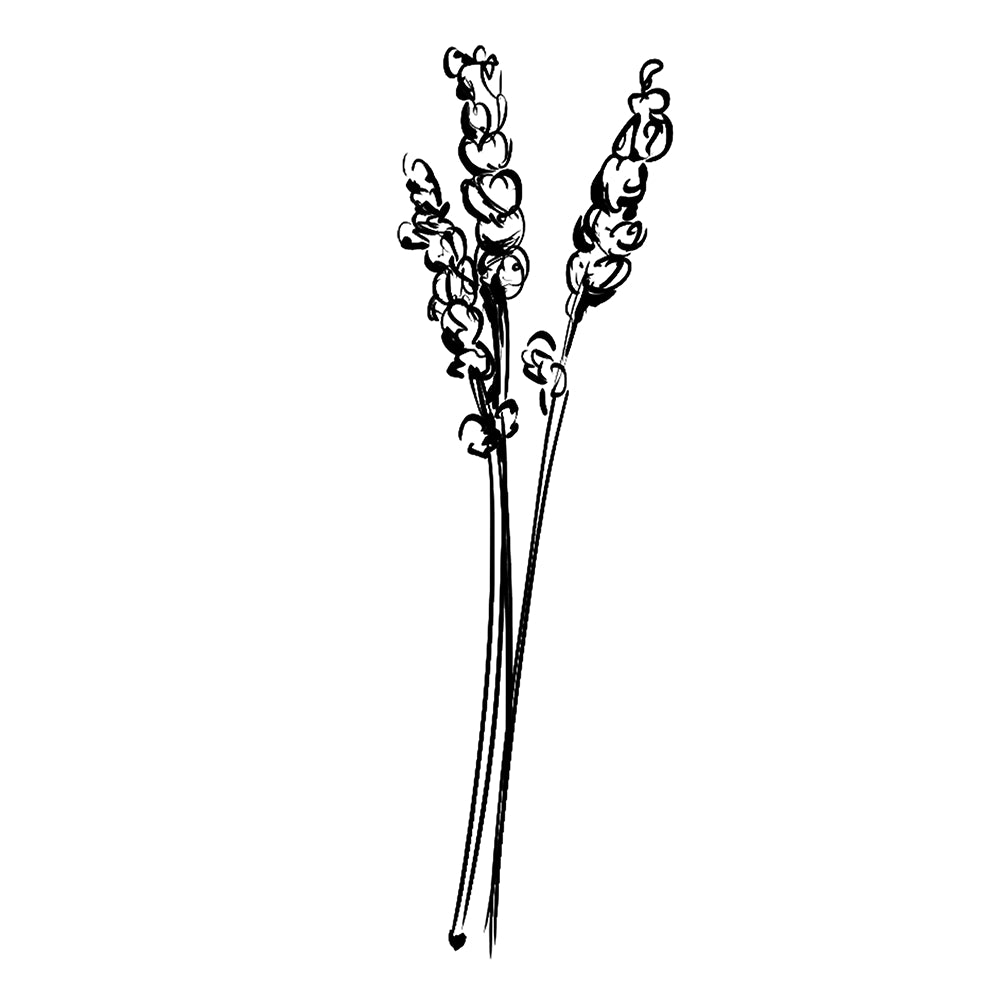 Organic Fine Lavender - Essential Oil - 10ml