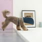 Half cone collar / elizabethan collar for pet