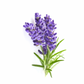 Organic Fine Lavender - Essential Oil - 10ml