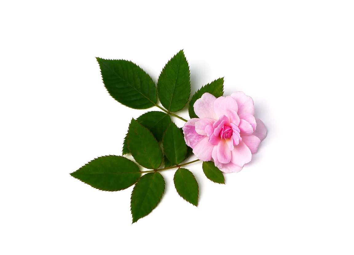 Rose Beauty Oil - 100ml