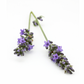 Organic Lavender Aspic - Essential Oil - 10ml