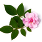 Rose Absolute 10% - 5ml