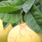 Organic Grapefruit Zest - Essential Oil - 10ml
