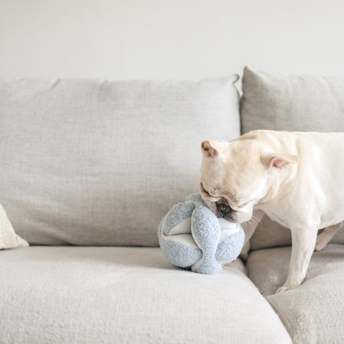 Monti (Crinkly + Squeaky + Snuffle Ball)