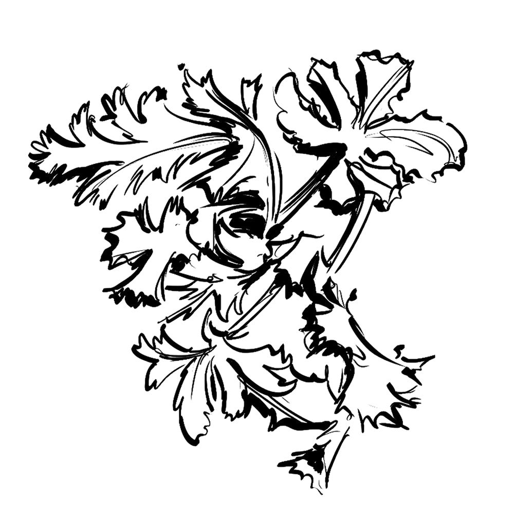 Organic Rose Geranium - Essential Oil - 5ml