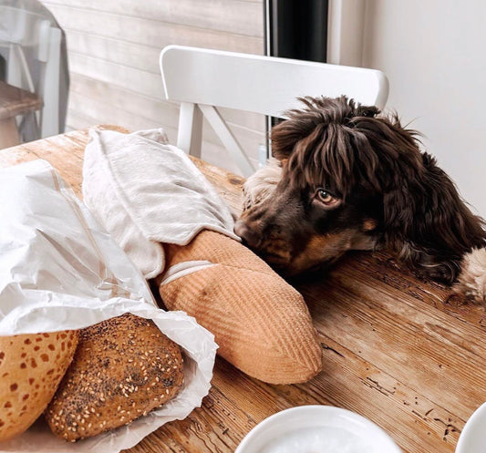 Baguette (Enrichment Pockets + Squeaky + Snuffle)