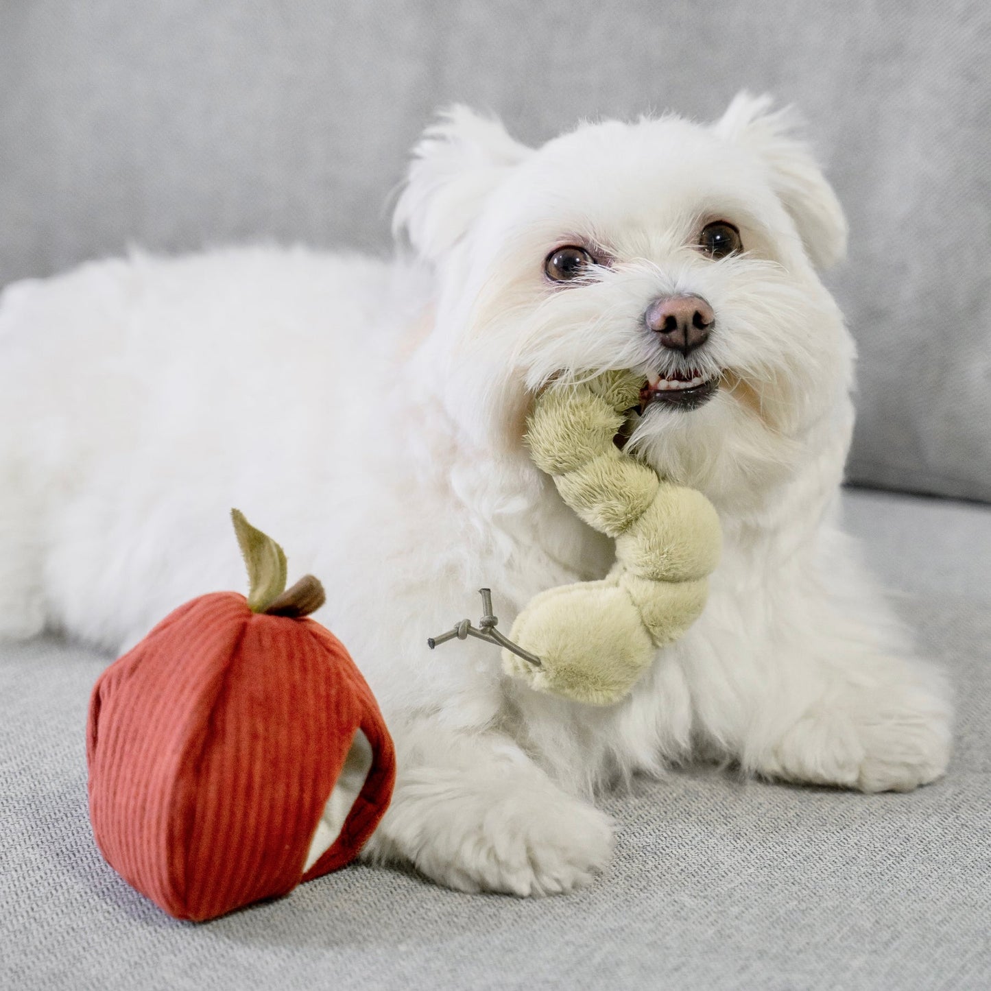 Apple (Crinkly + Burrow+ Snuffle)