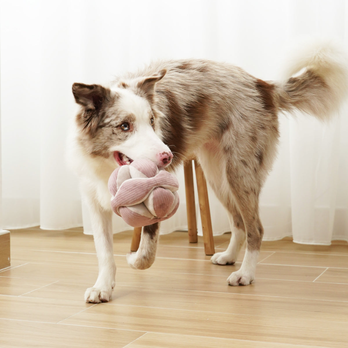 Monti *(Crinkly + Squeaky + Snuffle Ball)