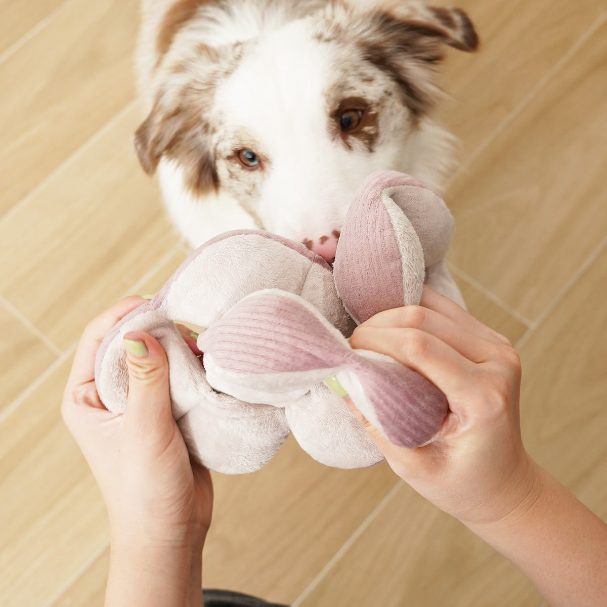 Monti *(Crinkly + Squeaky + Snuffle Ball)