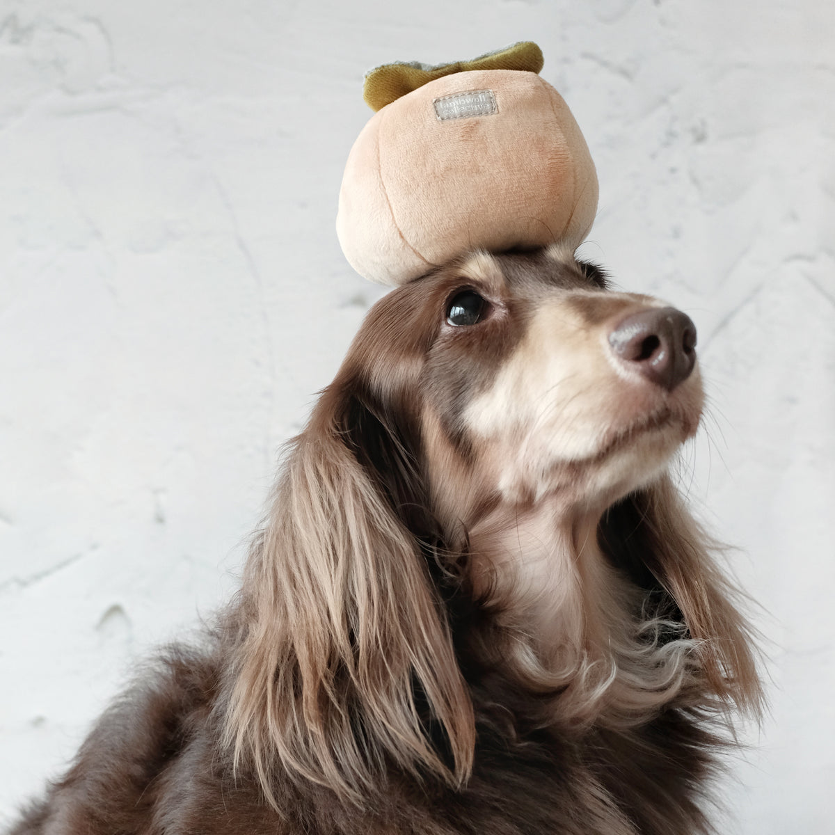 Persimmon (Squeaky + Snuffle)