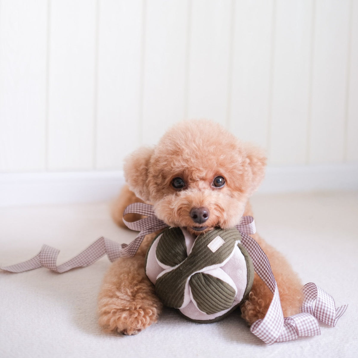 Monti *(Crinkly + Squeaky + Snuffle Ball)